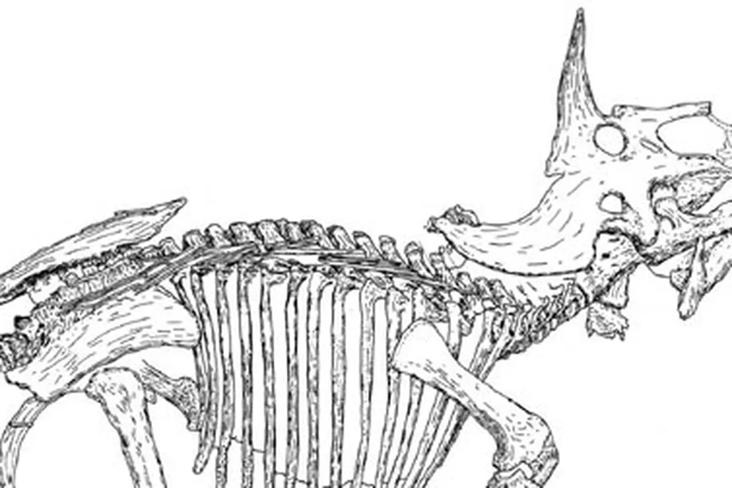 A line-drawing of the Triceratops known as "Raymond."