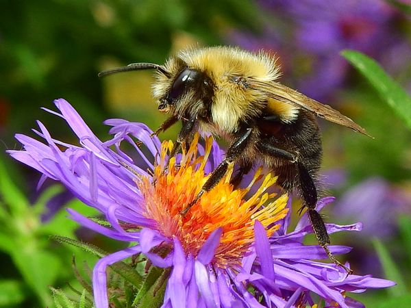 Bumble bee pollinating a purple Aster thumbnail