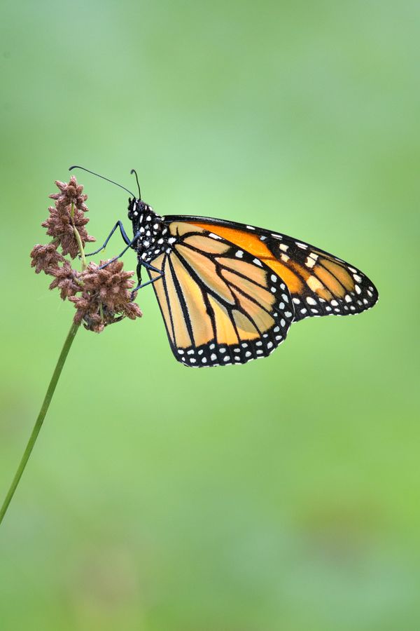 A monarch butterfly on bullrush. thumbnail