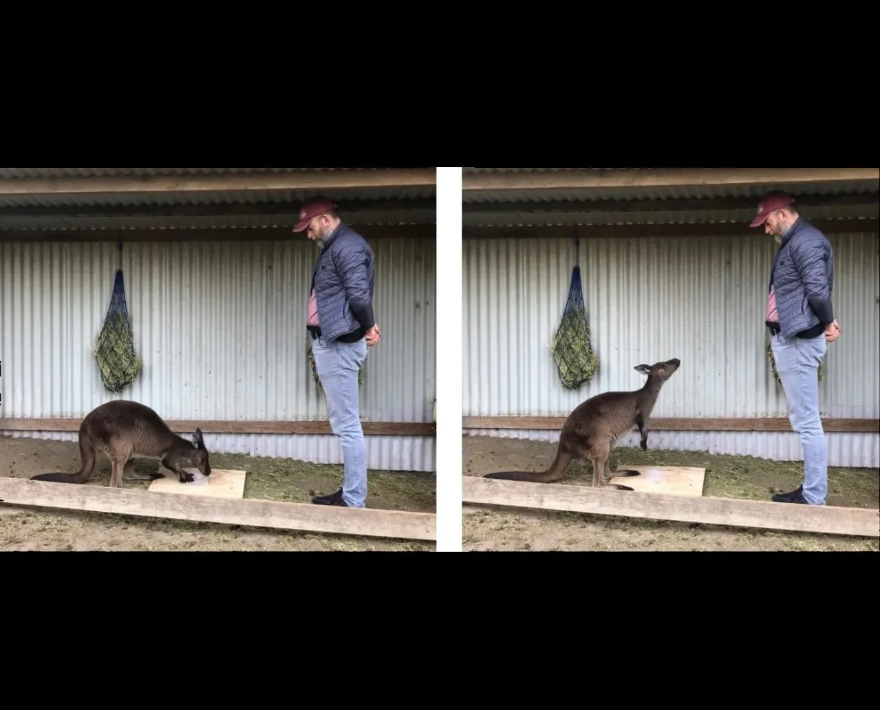Kangaroos Communicate With Humans Like Dogs in Experiments