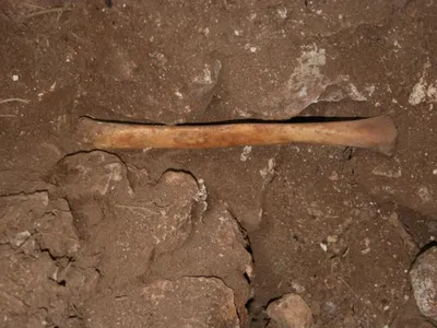 Human bone inside Cueva de los Marmoles, the cave in Spain where the study took place.