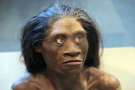 A female H. floresiensis recreation from the Smithsonian Museum of Natural History.
