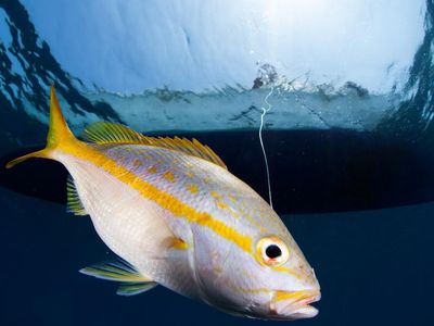 A fisher from a small-scale fishery in Honduras hooks a yellowtail snapper—a species of fish that may vary its shape depending on where it's sourced.