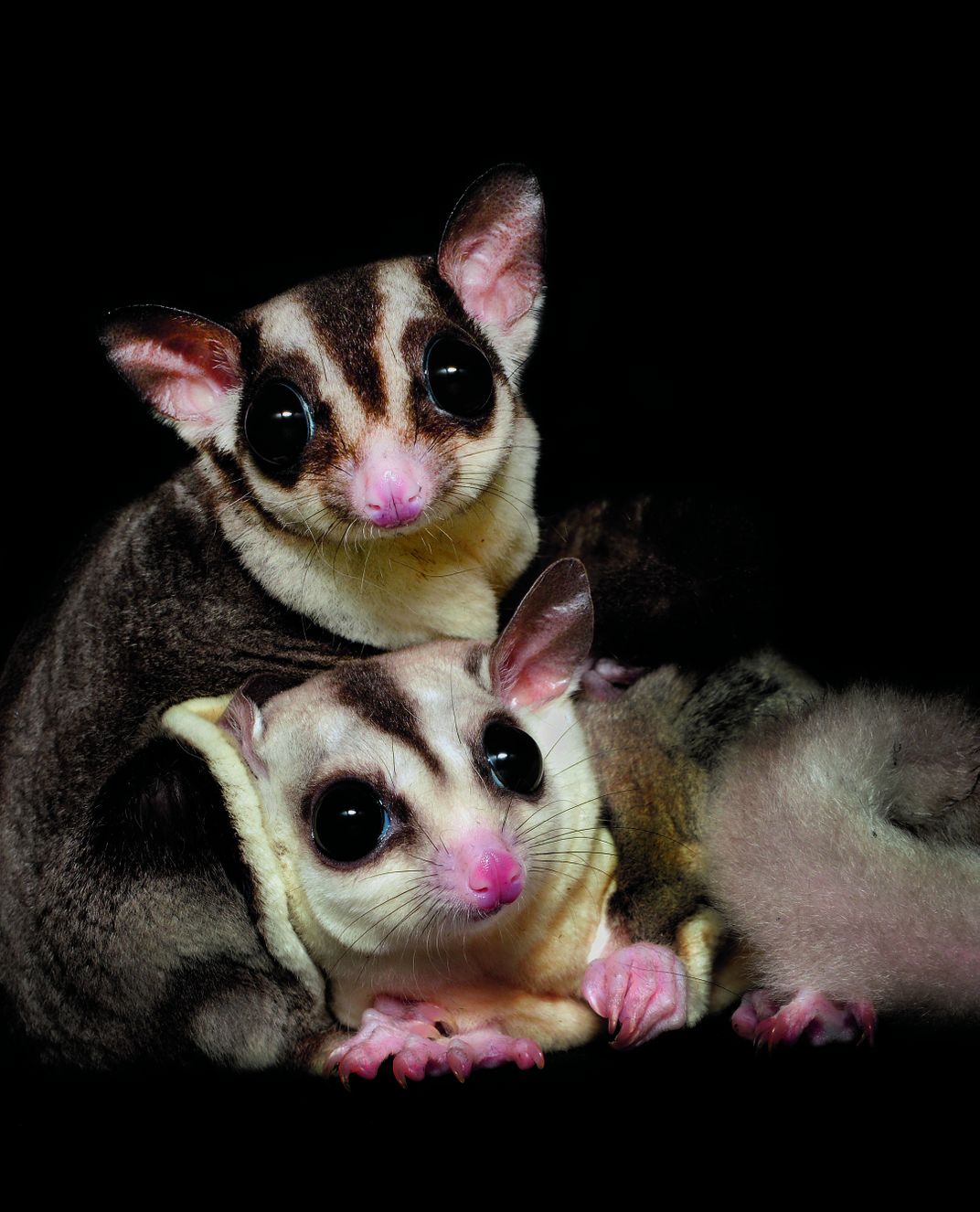 Adorable Portraits Put Nocturnal Animals in the Spotlight | Science|  Smithsonian Magazine
