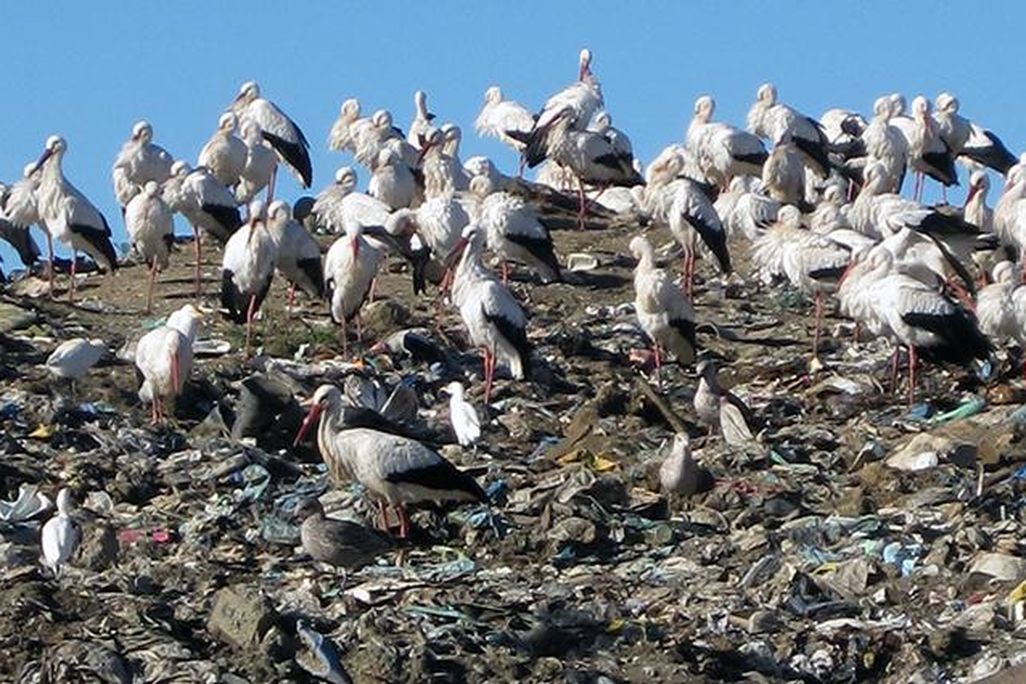 Trash Storks