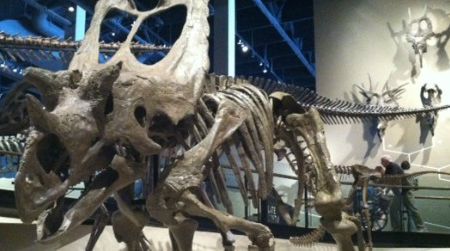 A new reconstruction of Utahceratops at the Natural History Museum of Utah