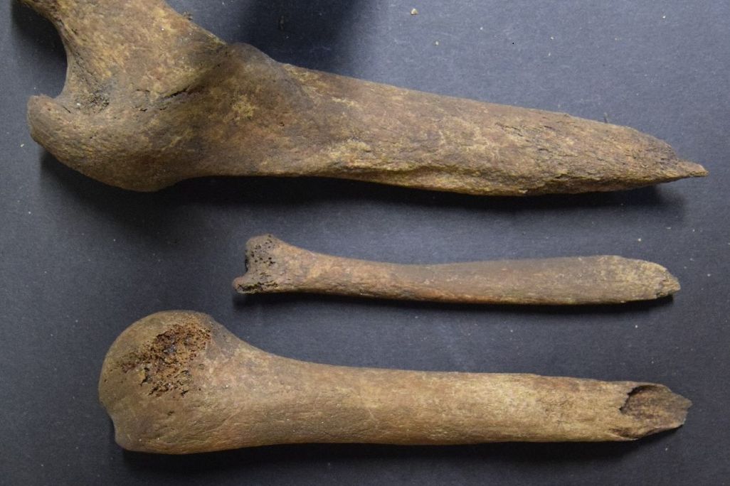 Four bones resting on a surface
