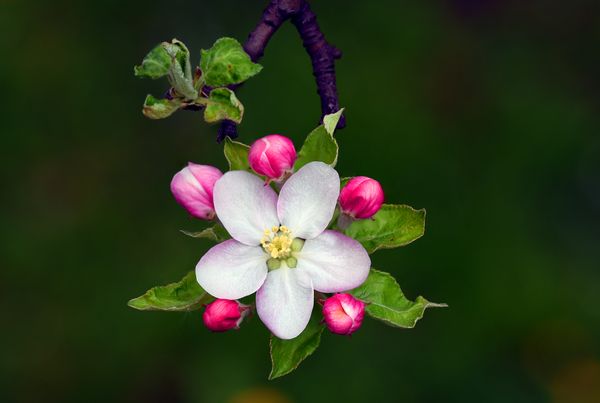 Idared apple blossoms thumbnail