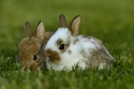 It turns out the story of the domesticated bunny is a lot fuzzier than the legends tell it.