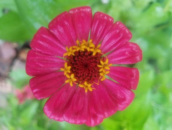 Star-studded Zinnia--not a variety--just like the star-like look thumbnail