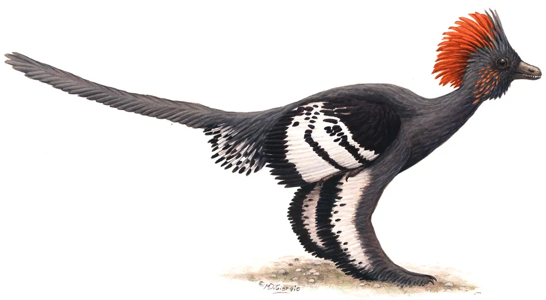 Anchiornis Huxleyi