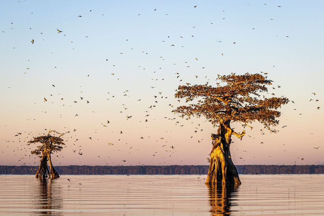 Thousands of Tree Swallows sit on two cypress snags in a swamp, looking like leaves. One tree is larger in the foreground and the other is smaller in the background. More birds fly around the trees, their dark forms in contrast to the purple and blue sky.