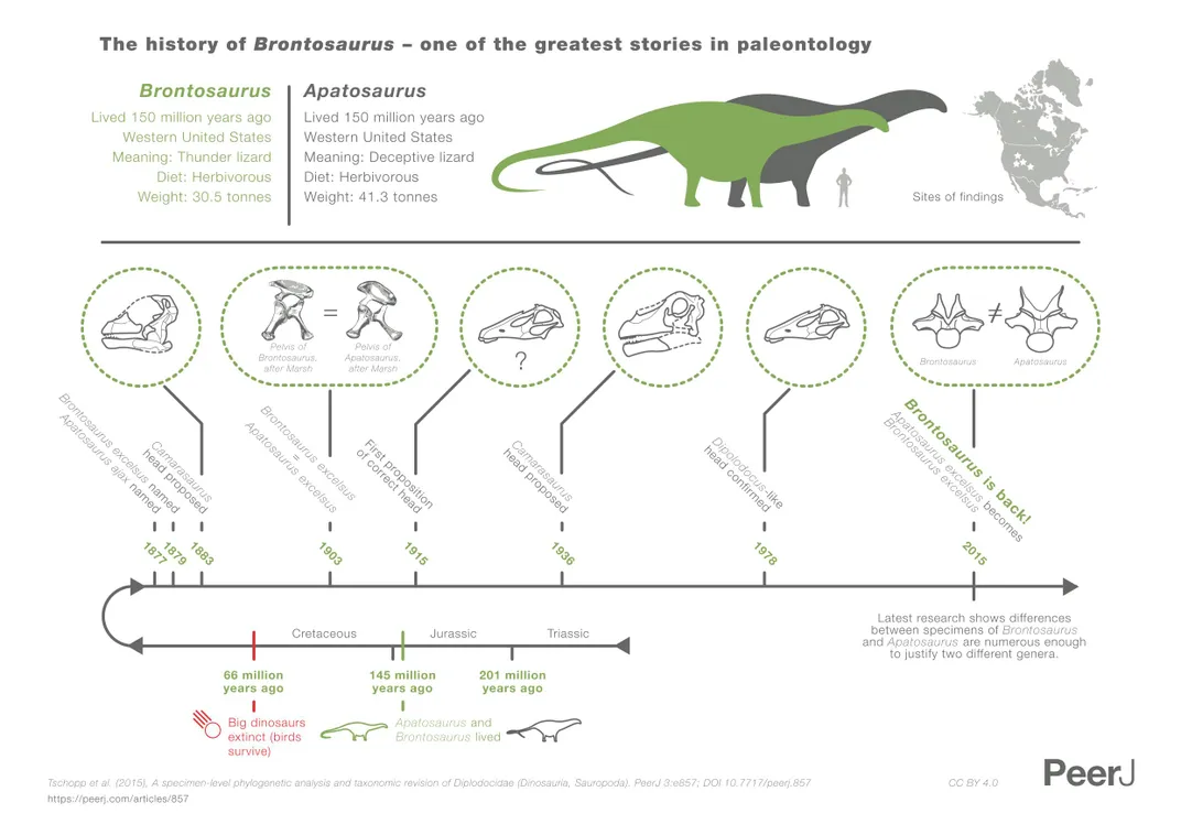 Back to Brontosaurus? The Dinosaur Might Deserve Its Own Genus After All