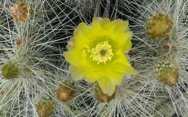Soft and Sharp Cactus Blossom thumbnail