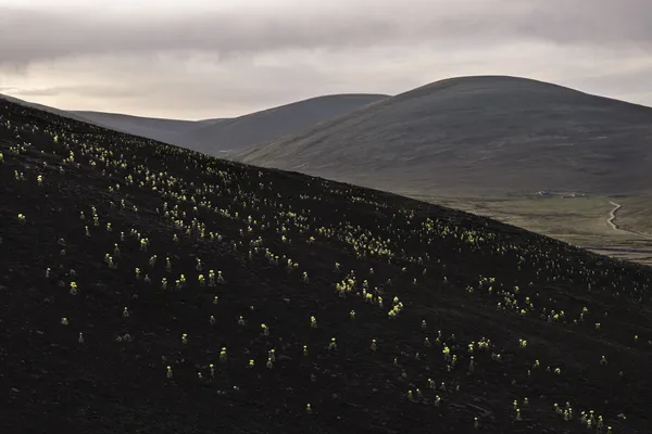 Alpine Blossoms thumbnail