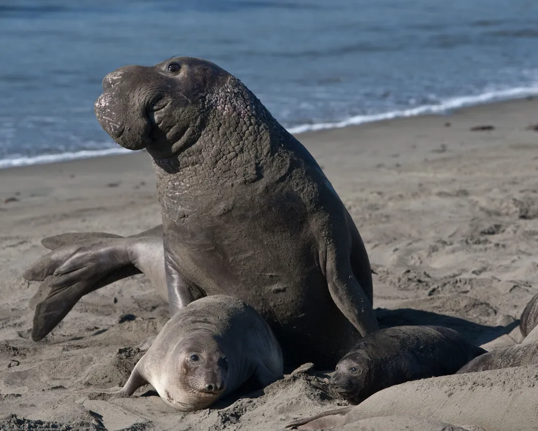 Elephant Seals