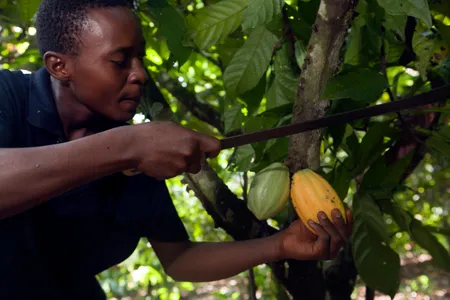 Harvesting a cocoa tree