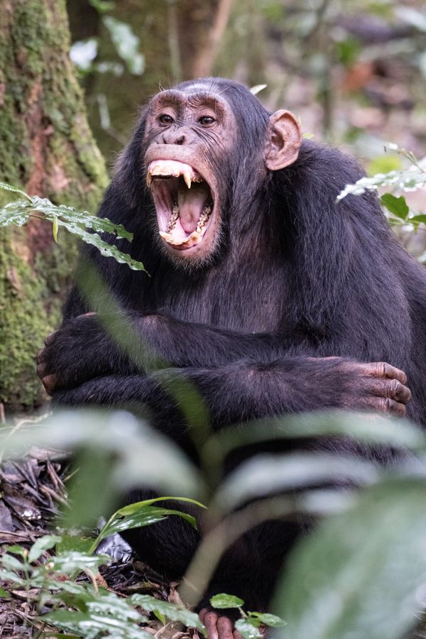 An omnivore's yawn thumbnail