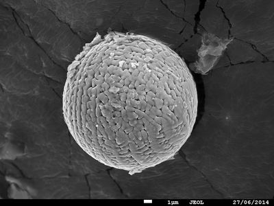 A 2.7-billion-year-old micrometeorite extracted from limestone found in the Pilbara region of Western Australia.