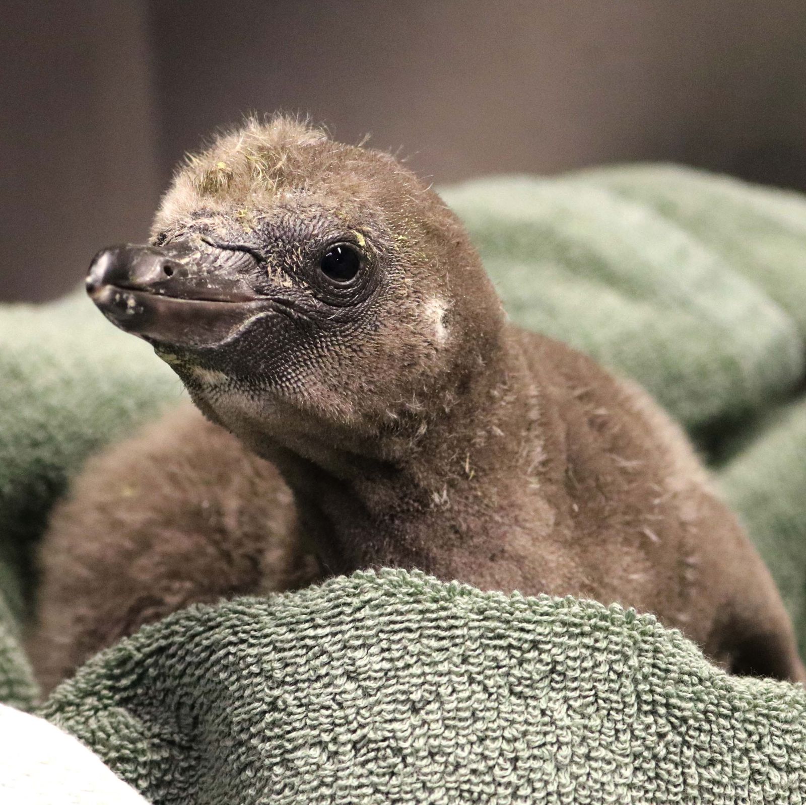 Meet Elmer and Lima, a Same-Sex Penguin Couple Fostering a Chick at a  Syracuse Zoo | Smithsonian