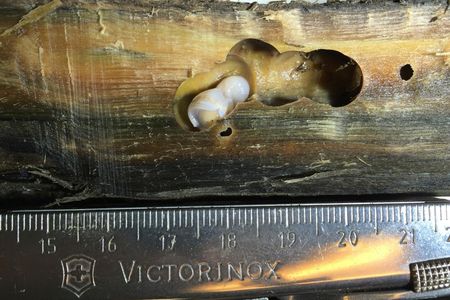 Shipworms are destructive to driftwood and sunken relics alike, chewing through any exposed planks and destroying entire wreck sites in just years. But until recently, none had been found so far north in such cold waters.