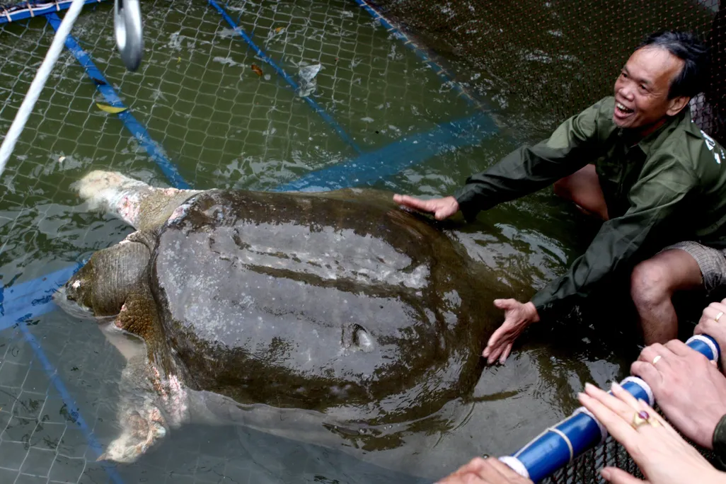 Yangtze giant soft-shell turtle