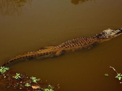 Using high-tech imaging techniques and traditional dissection, the researchers found that the gators' tails regrew cartilage, connective tissue and skin instead of bone and skeletal muscle.


