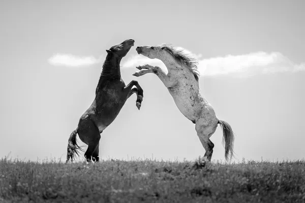 Playful equine grace thumbnail