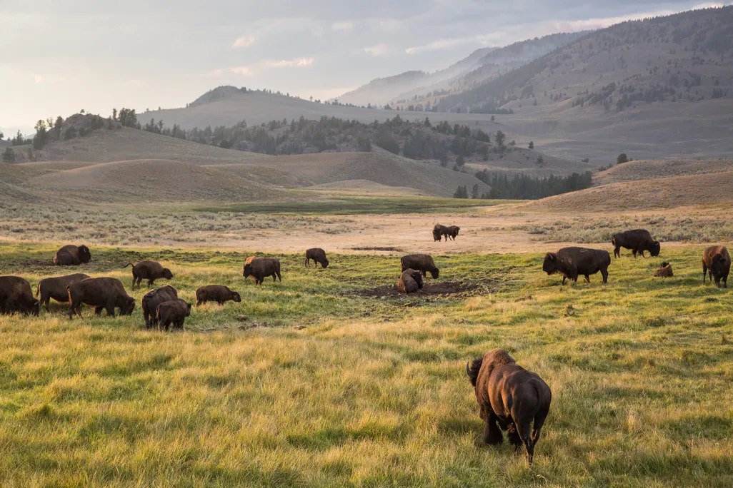 Bison Grazing