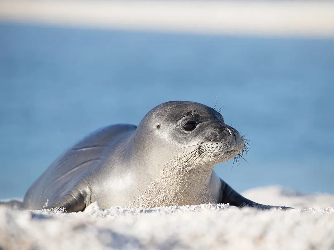 Hawaiian Monk Seal