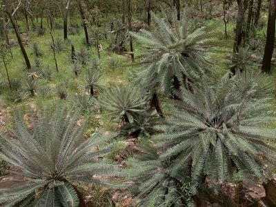 Cycads growing in Litchfield National Park in Australia.