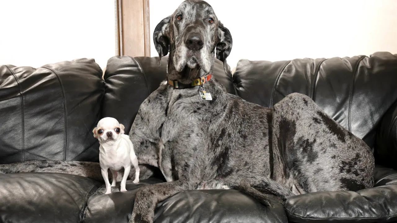 zeus-the-world39s-tallest-dog-ever-dies-at-age-five