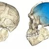 DNA Suggests Modern Humans Emerged From Several Groups in Africa, Not One icon