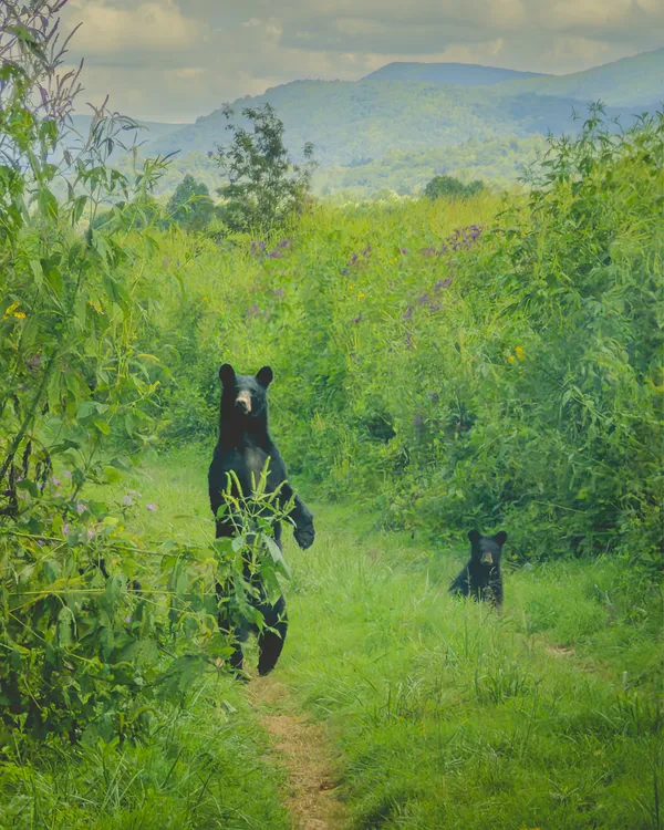 The Black Bear thumbnail