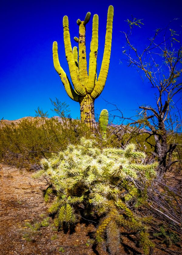 Saguaro and Silver Cholla Cacti thumbnail