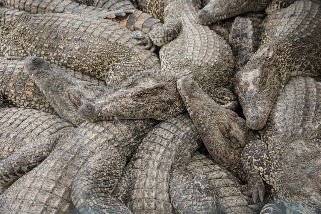 Crocodiles aren’t known for being social