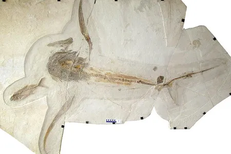 The eagle shark's long, slender side fins are one of its "most striking features," says first author Romain Vullo.