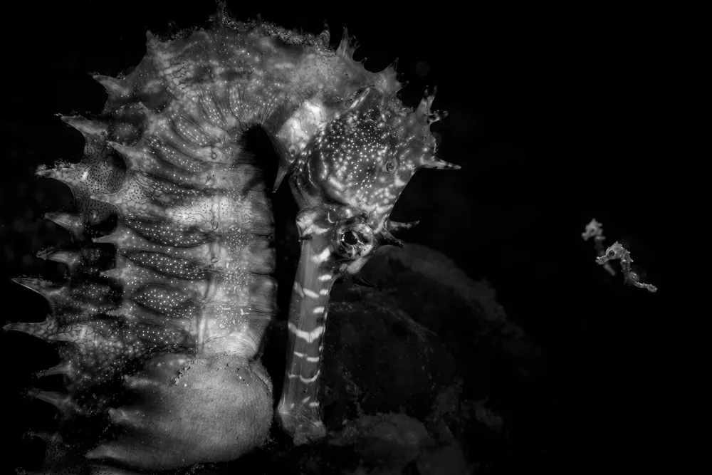 black and white image of adult sea horse with two juveniles