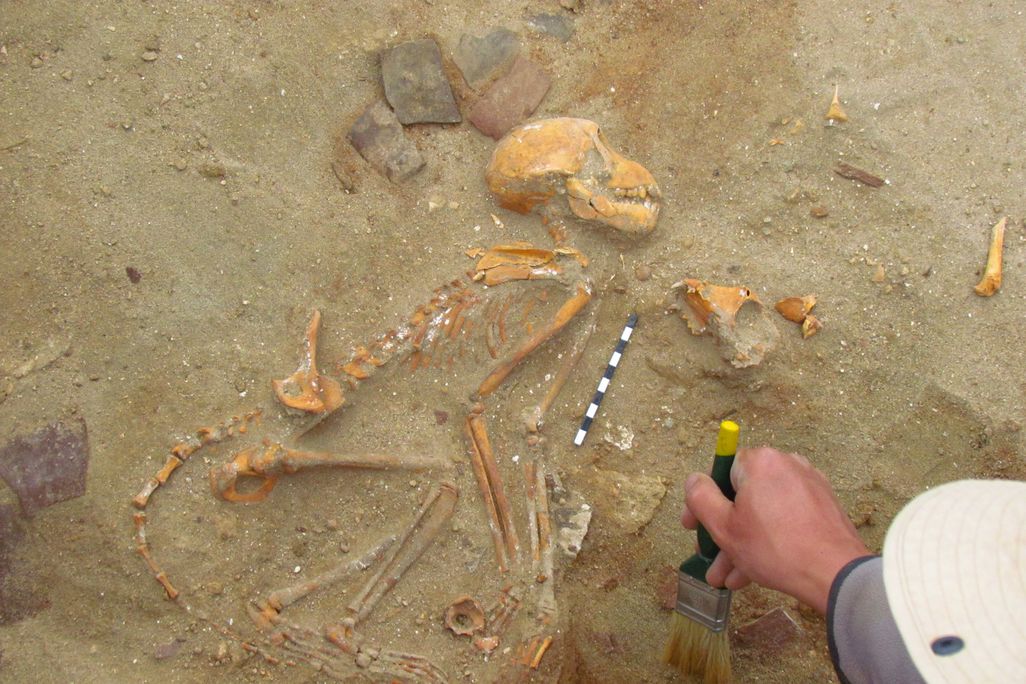Monkey skeleton