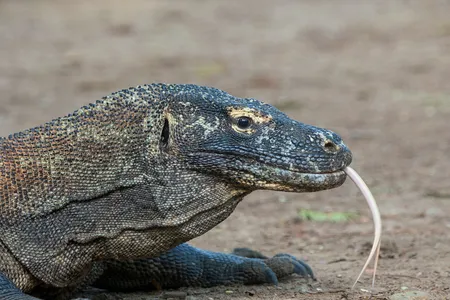 A Komodo dragon flicks its tongue out on Komodo Island, part of Komodo National Park in Indonesia.