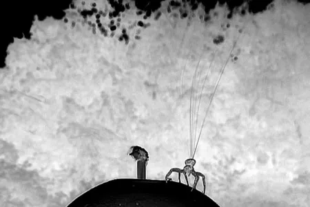 A crab spider spins out fine silk fibers for its aerial dispersal. The image is displayed as a negative to make the silk easier to see.
