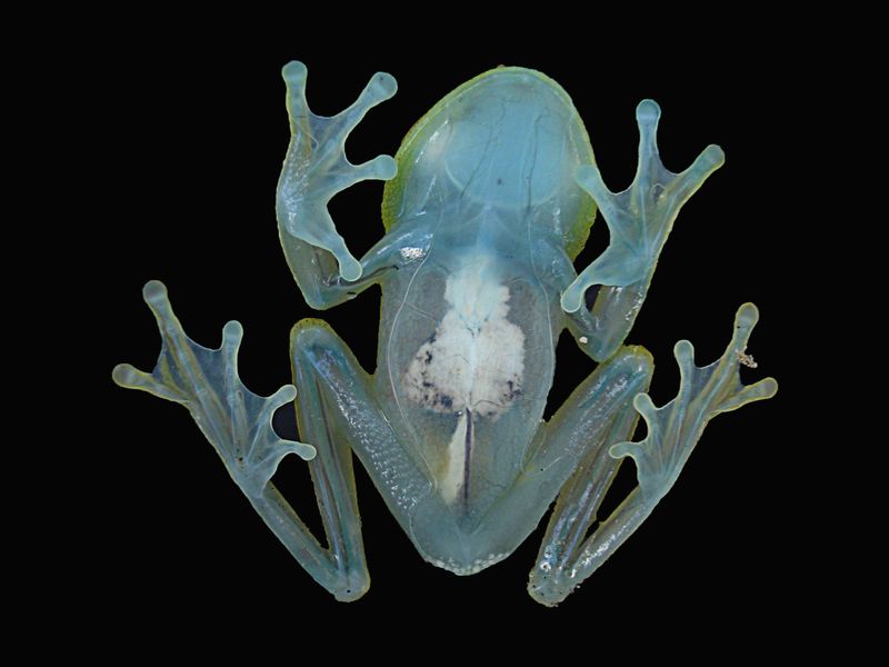 Frog transparent belly | Smithsonian Photo Contest | Smithsonian Magazine