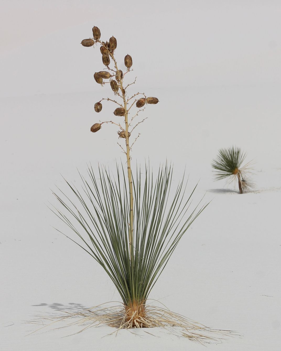 grassy plant and a sprig with pods