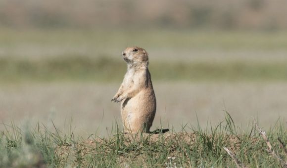 A black-tailed prairie dog stands near its burrow.