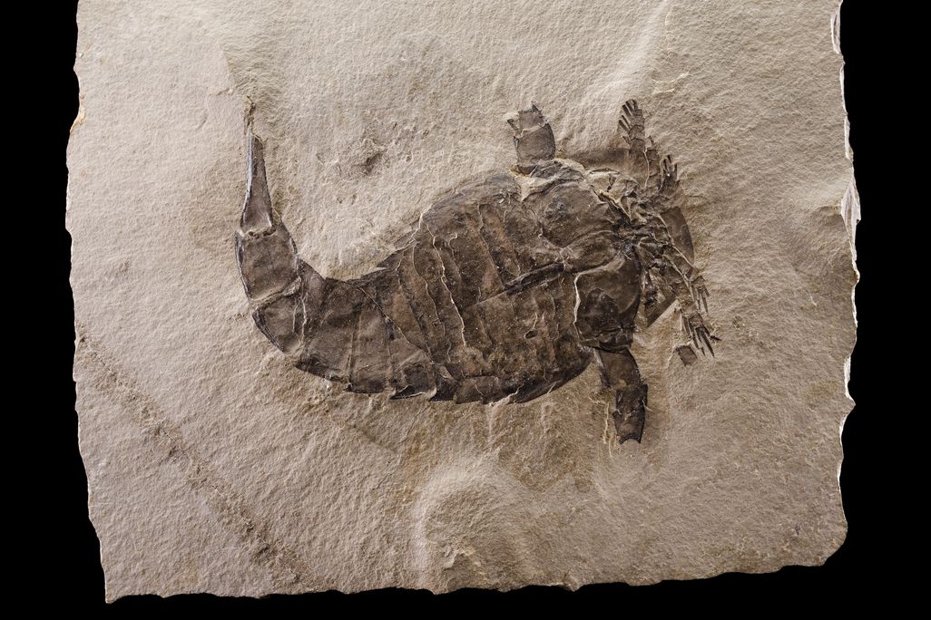 A fossil