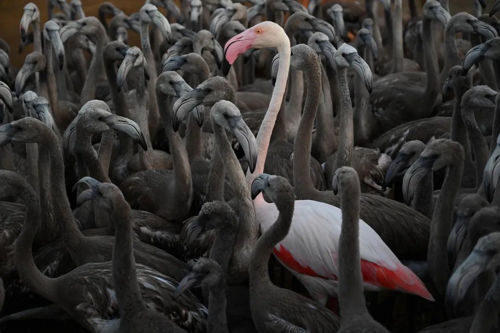 A pink adult flamingo stands tall amid shorter gray birds. The pink flamingo is nearly white in its body but has bright red feathers near its underbelly and a pink beak.