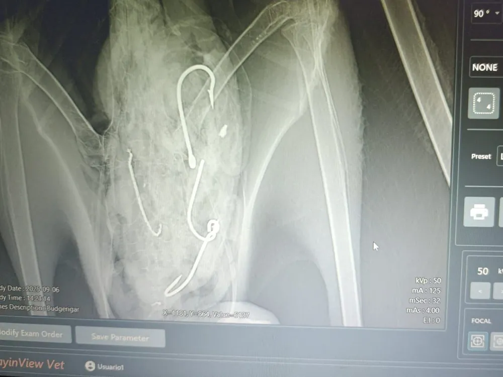 X-ray showing objects inside a large bird