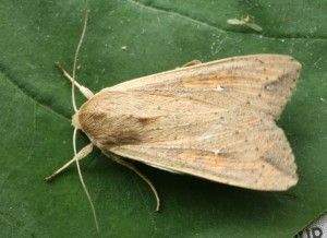 This armyworm moth is unwilling to get its wings wet, even if it’s for sex.