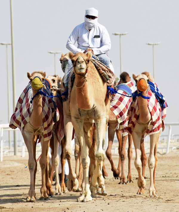 Racing camel Trainer in Qatar thumbnail