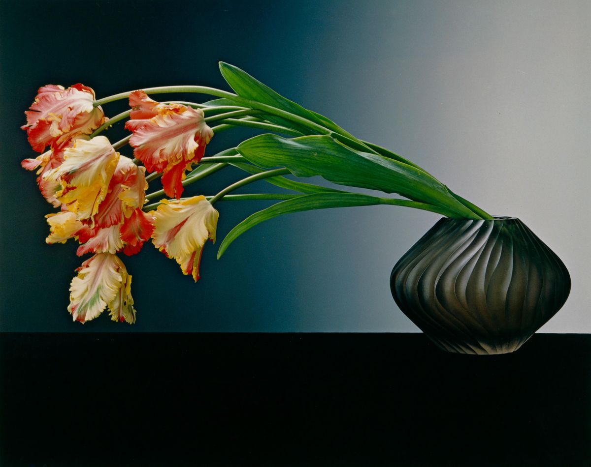 Mapplethorpe / The Complete Flowers 写真集 Amazon.com: Mapplethorpe The Complete Flowers: 9783832791681